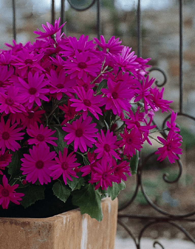 Senetti Magenta Spring Garden Colours Pericallis Senecio