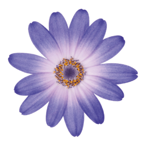 Senetti | Pericallis (Senecio) | Spring Garden Colours