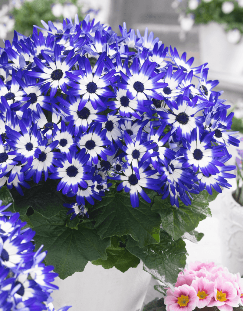 Senetti Blue Bicolor '15 | Spring Garden Colours | Pericallis (Senecio)