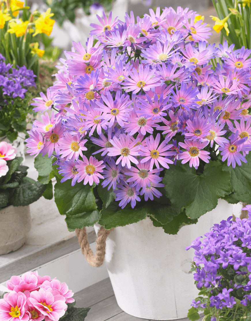 Senetti | Pericallis (Senecio) | Spring Garden Colours