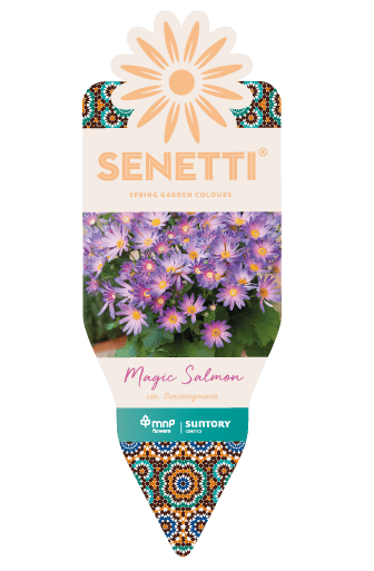 Senetti | Pericallis (Senecio) | Spring Garden Colours