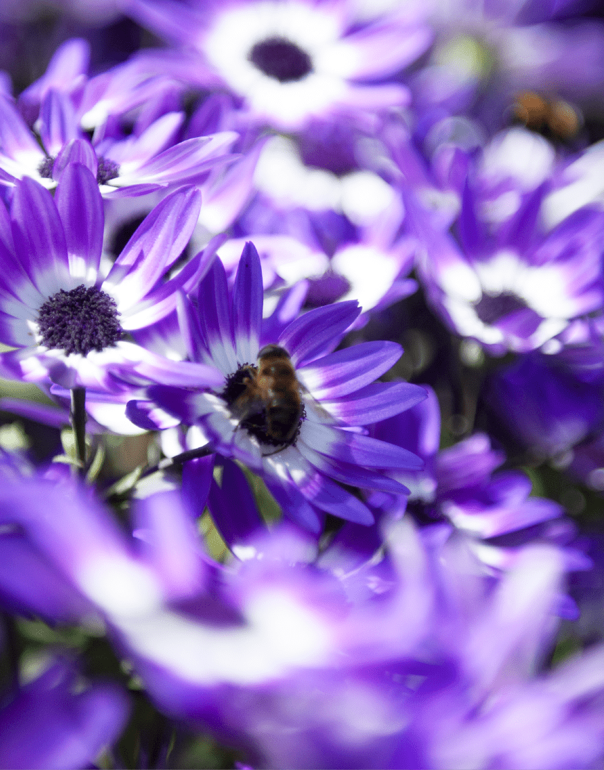 Senetti | Pericallis (Senecio) | Spring Garden Colours