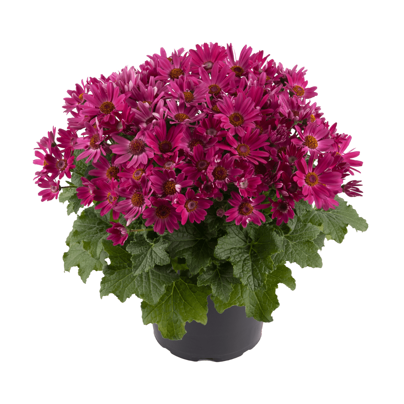 Senetti | Pericallis (Senecio) | Spring Garden Colours