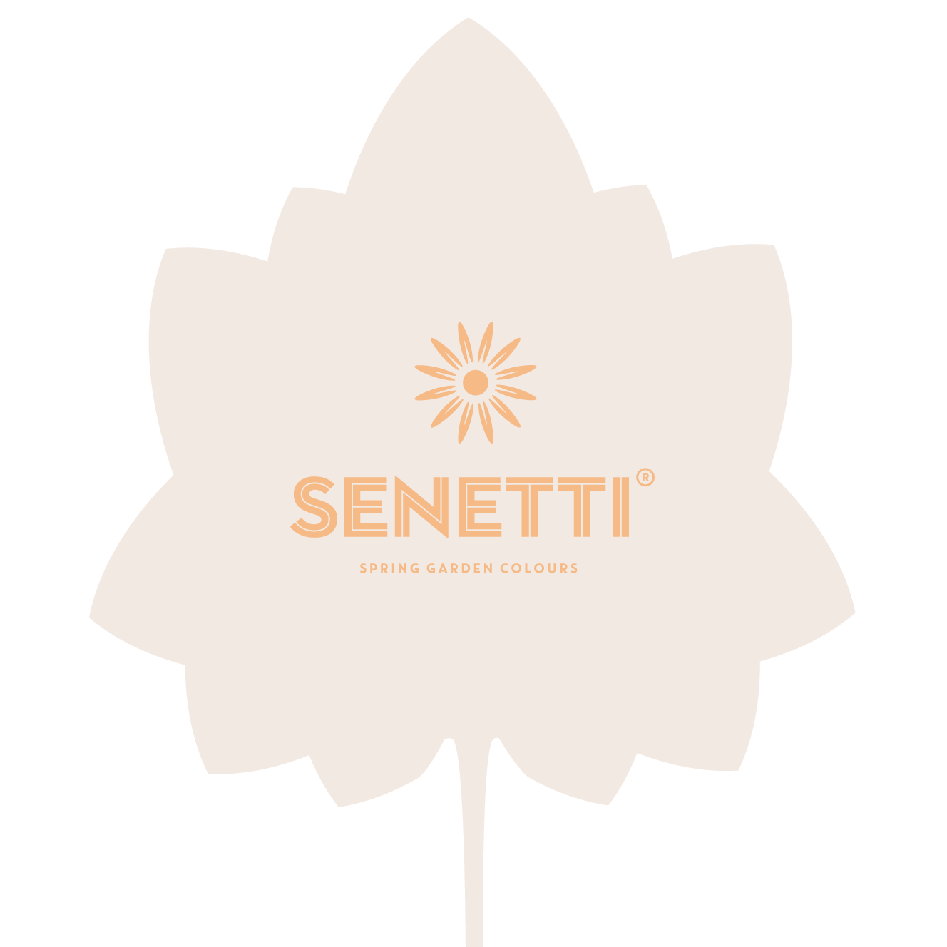 Senetti | Pericallis (Senecio) | Spring Garden Colours
