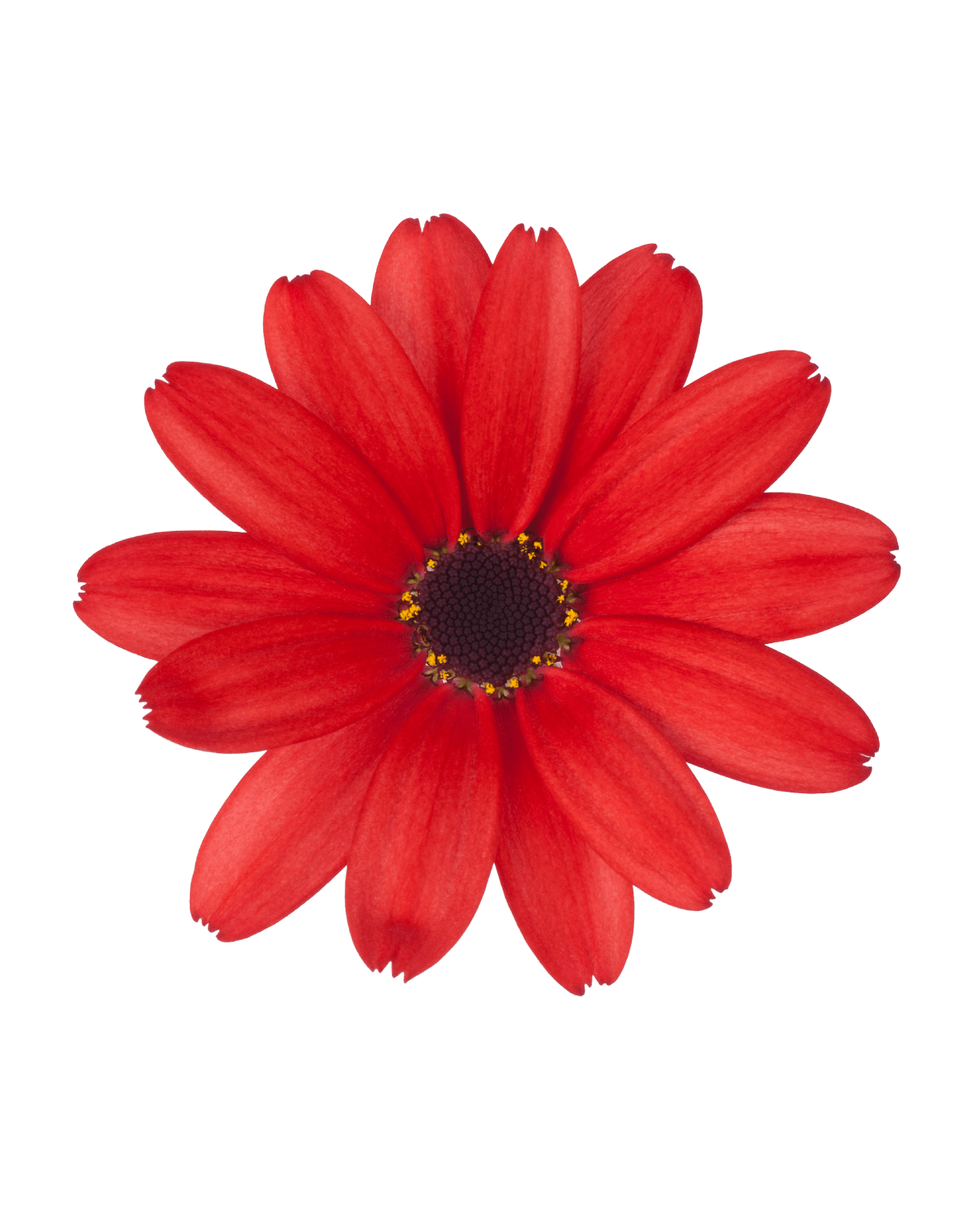 Senetti Ruby Red | Spring Garden Colours | Pericallis (Senecio)