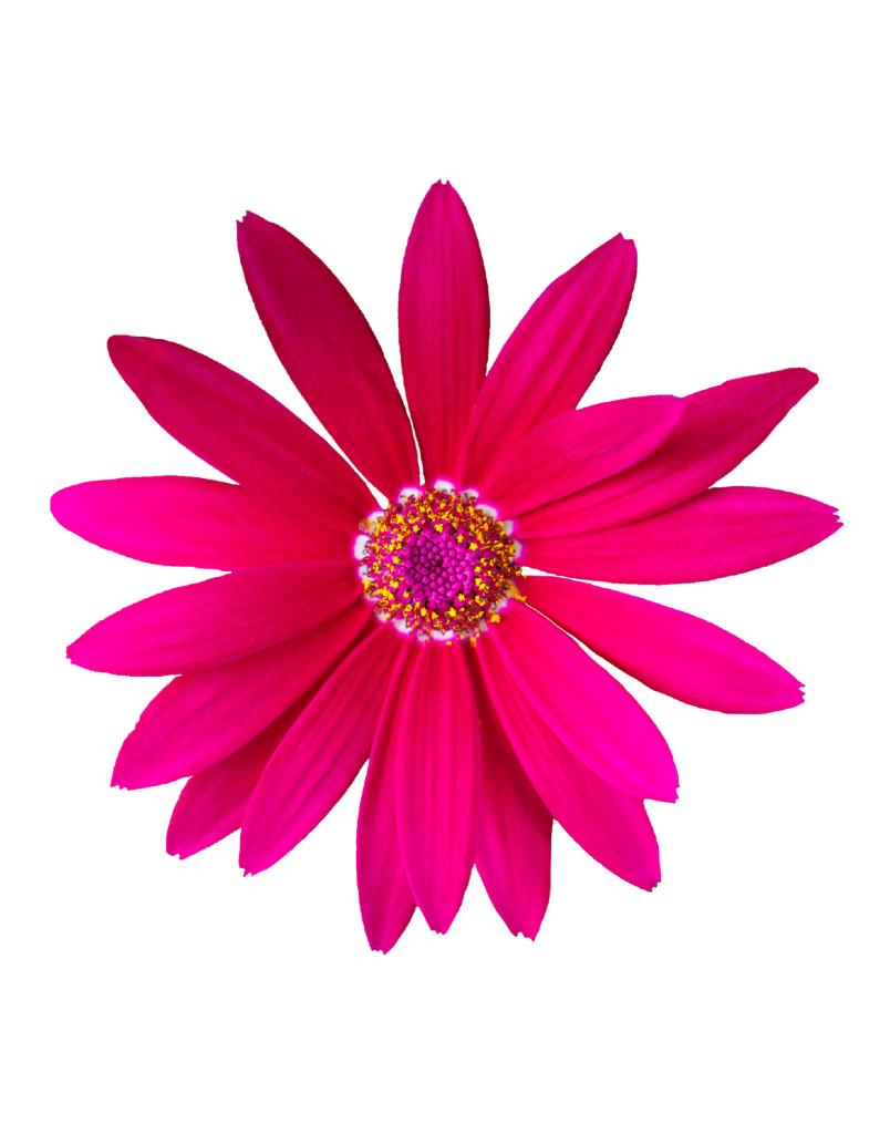 Senetti Senetti Is A Completely New Collection Of Pericallis Hybrids